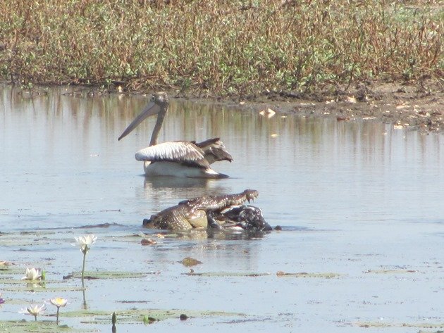 magpie-goose-being-eaten-by-a-crocodile-2