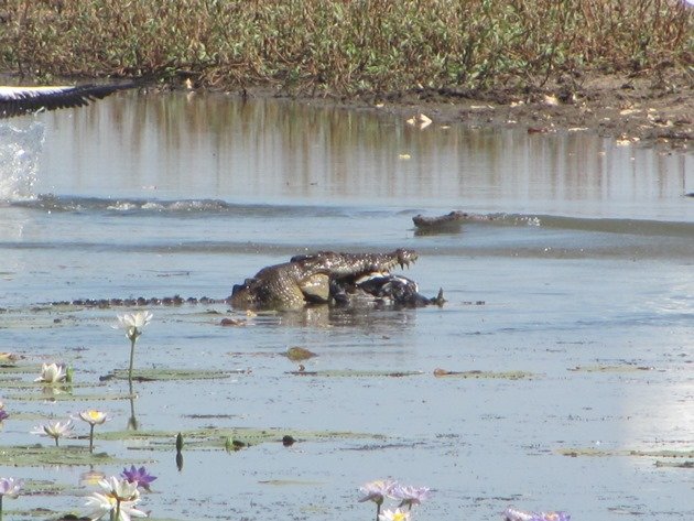 magpie-goose-being-eaten-by-a-crocodile-3