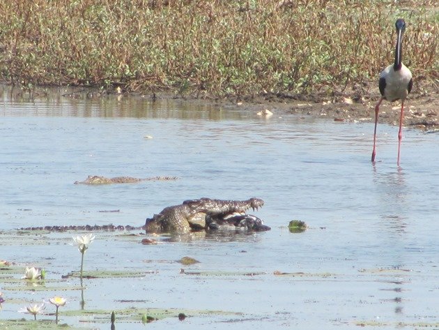 magpie-goose-being-eaten-by-a-crocodile-4
