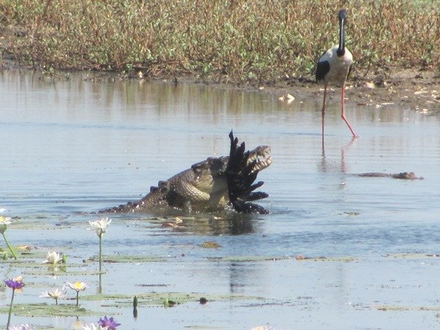 magpie-goose-being-eaten-by-a-crocodile-5