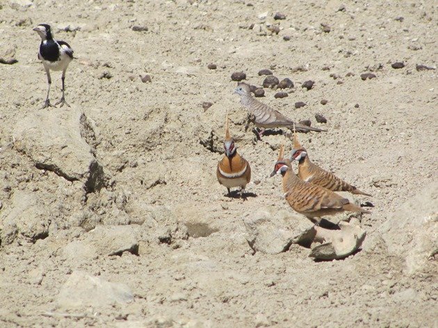 magpie-larkpeaceful-dove-spinifex-pigeons