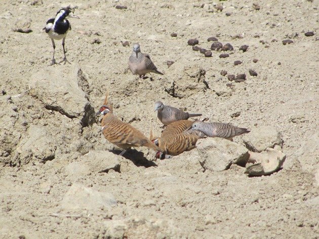 magpie-larkpeaceful-doves-spinifex-pigeons-2