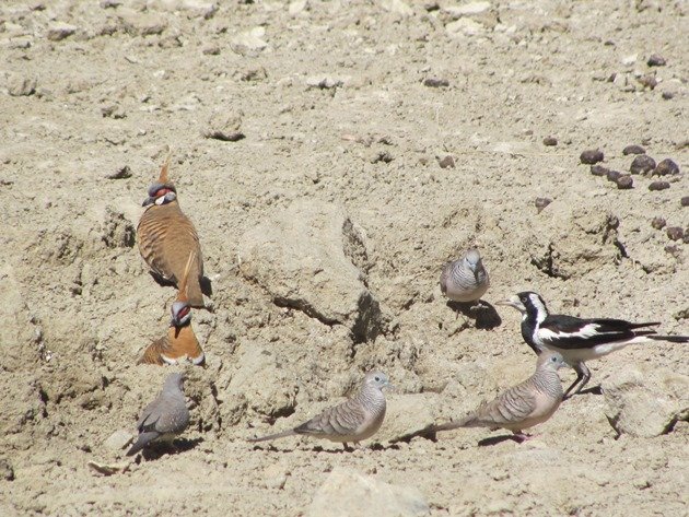 magpie-larkpeaceful-dovesdiamond-dove-spinifex-pigeons-2