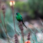 Malachite Sunbird