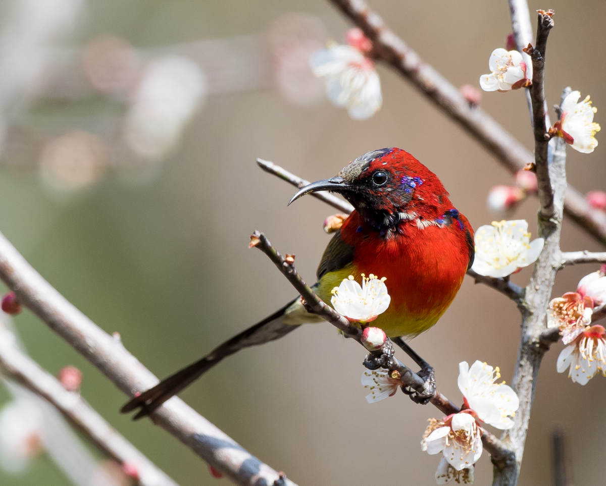 Details : Red-flanked Bluetail - BirdGuides