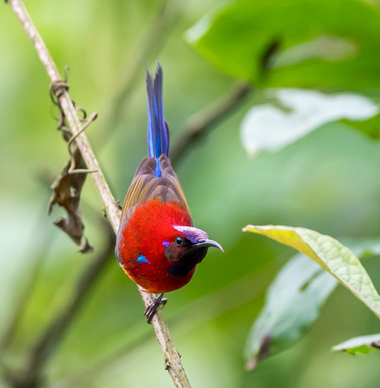 birding-gonggangling-and-dujiangyan-sichuan-china-10-000-birds