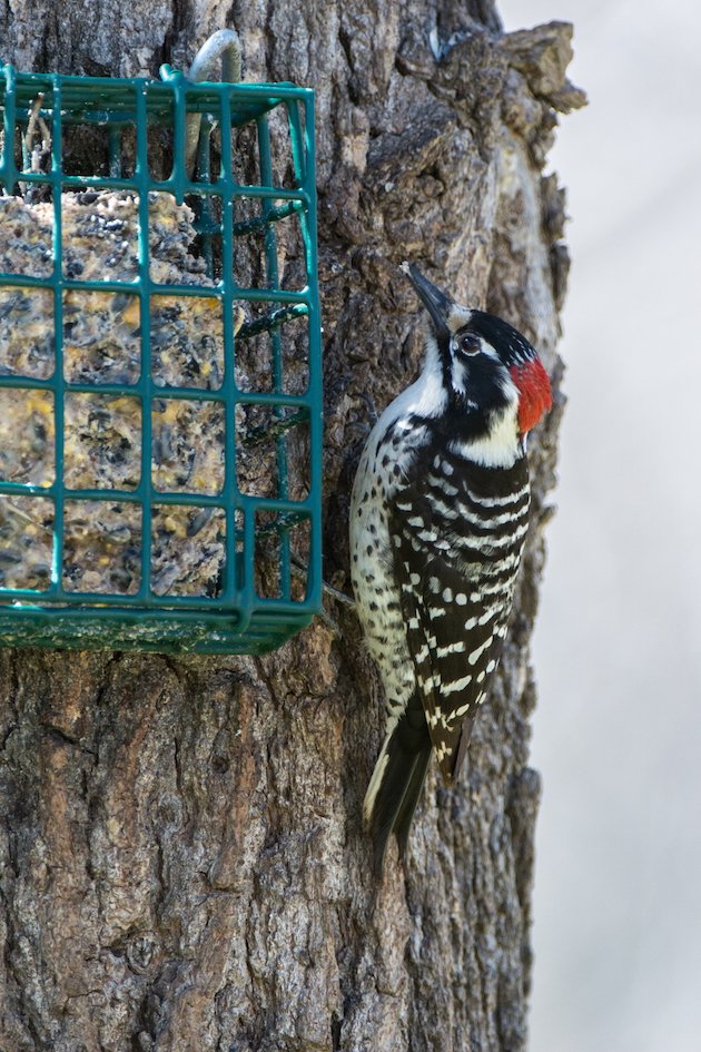 Nuttall's Woodpecker Male