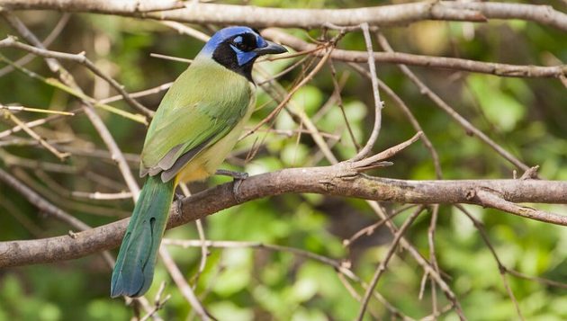 Green Jay by USFWS -- Auto-pilot Conservation in the Era of Trump