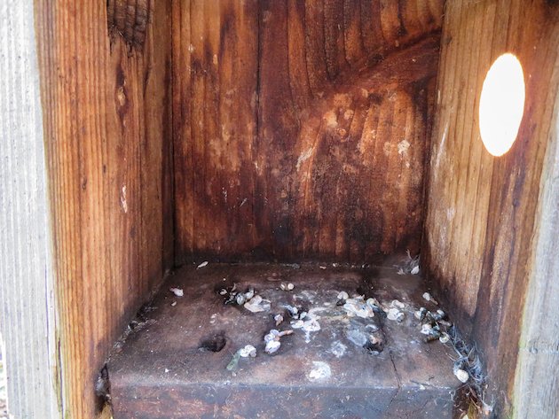 Bird Droppings in Nest Box