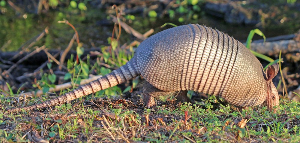 Nine-banded Armadillos in Florida - 10,000 Birds