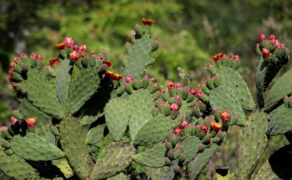 Huizaches, Granjenos, and Nopales - 10,000 Birds