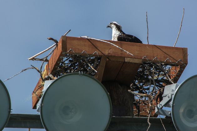 Osprey in Nesting Platform