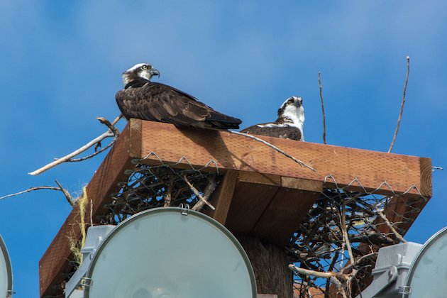 how to build an osprey platform