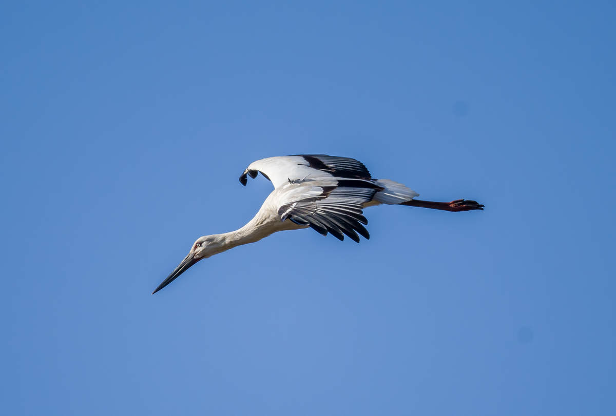 Birding Shanghai in January 2024 - 10,000 Birds