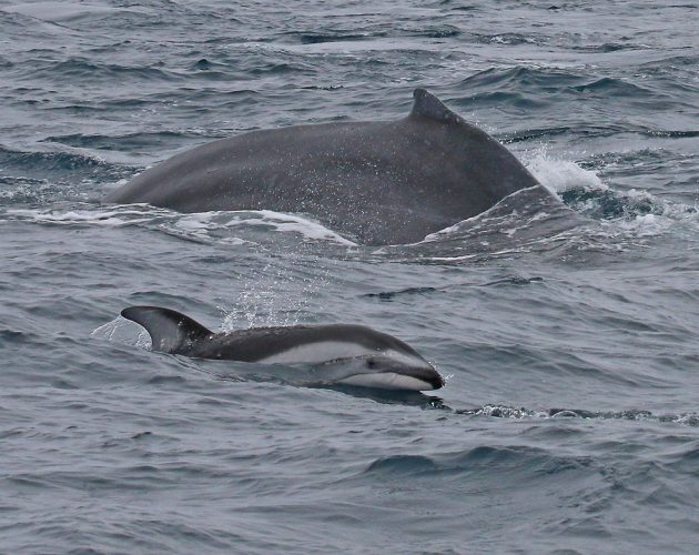 Pacific White-sided Dolphin and Fin Whale