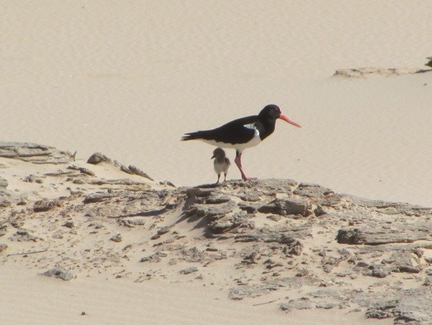 Pied Oystercatcher and chick (2)
