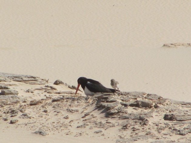 Pied Oystercatcher and chick (3)