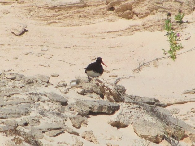 Pied Oystercatcher and chick (4)