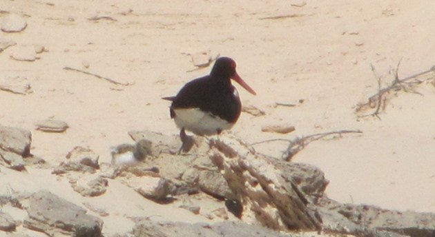 Pied Oystercatcher and chick (5)