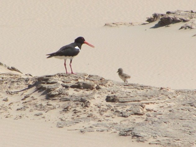 Pied Oystercatcher and chick