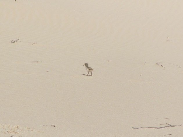 Pied Oystercatcher chick