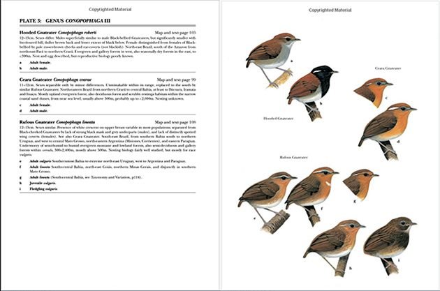 Antpittas and Gnateaters: A Book Review - 10,000 Birds