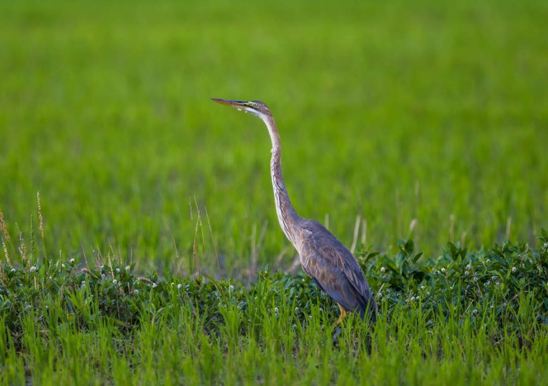 Birding Chongming Island In Summer - 10,000 Birds