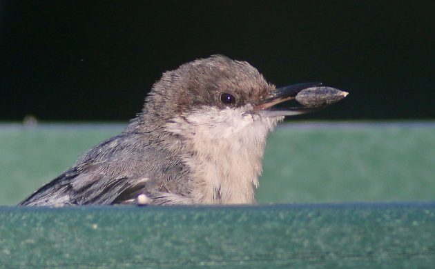 Pygmy Nuthatch at the feeder