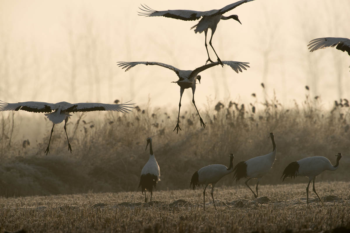 Birding Yancheng, Jiangsu - 10,000 Birds