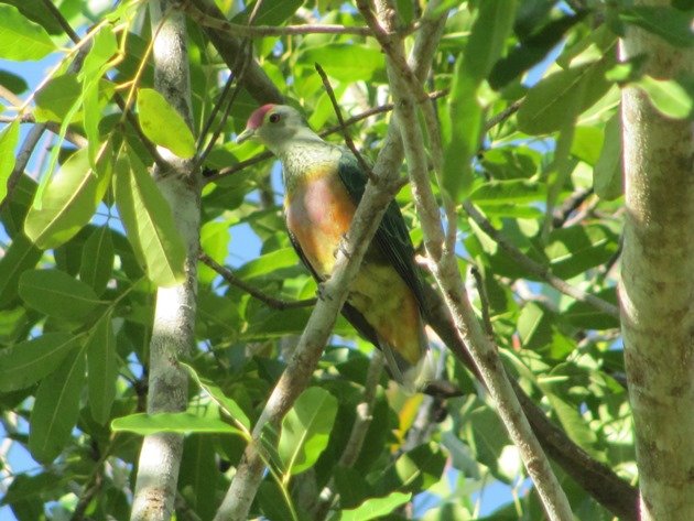 rose-crowned-fruit-dove