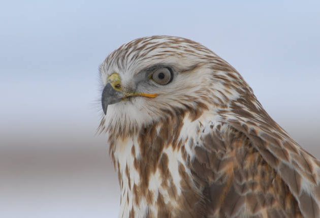 Rough-legged Hawk closeup by Dave Menke