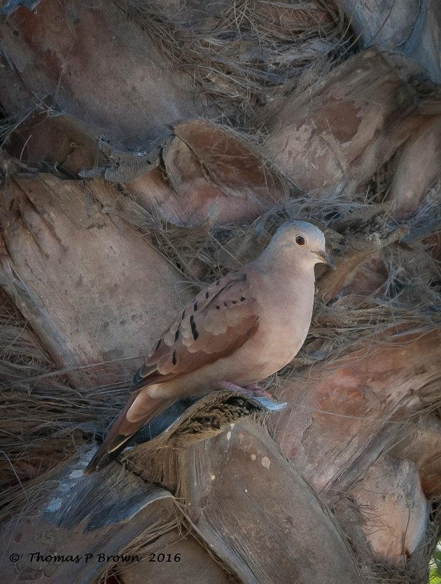 Ruddy Ground Doves (2)