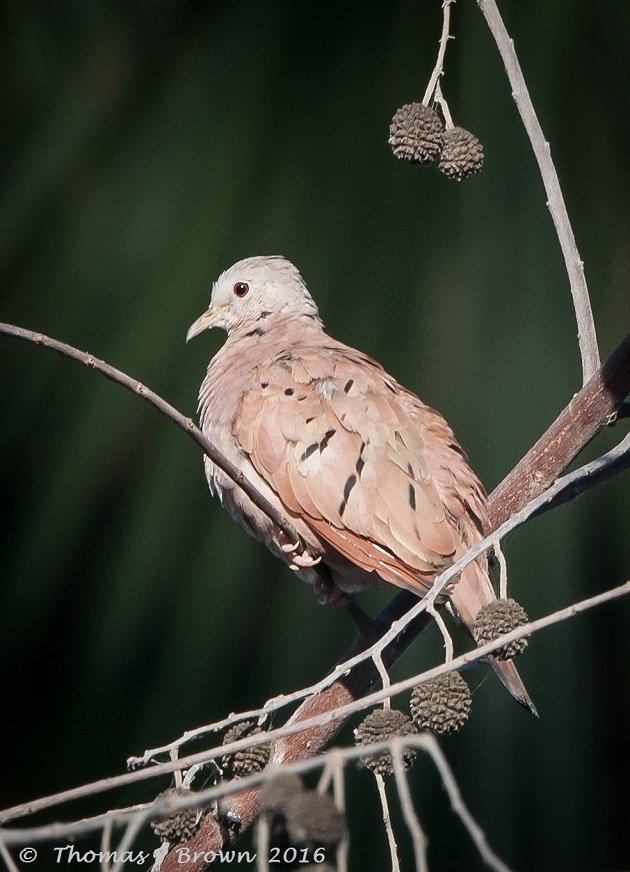 Ruddy Ground Doves (3)