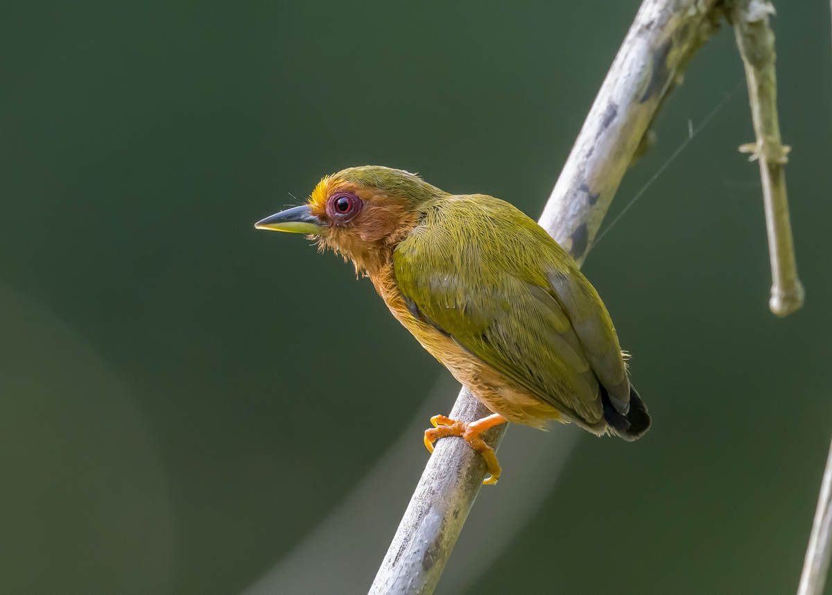 Do Birds Have Penises? - 10,000 Birds