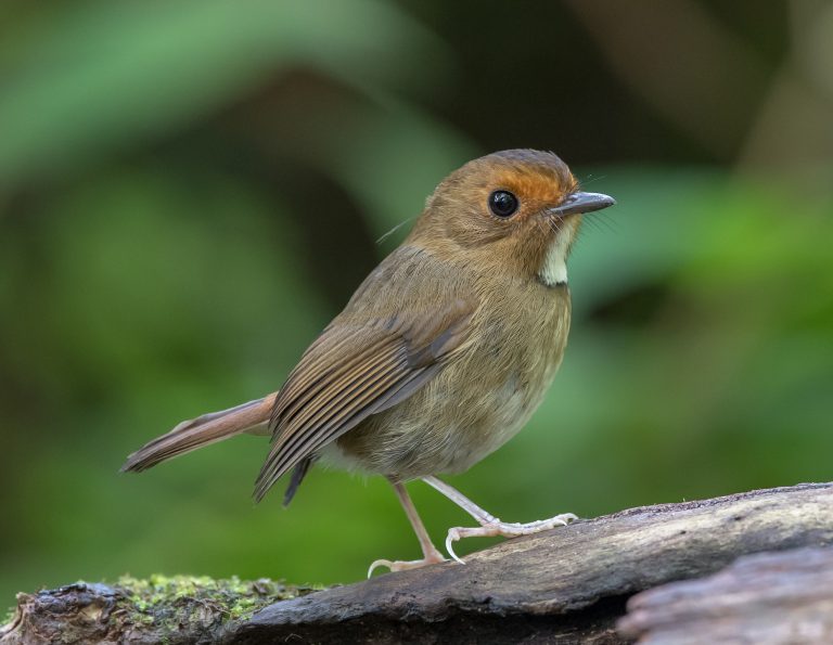 Birding Fraser`s Hill - 10,000 Birds