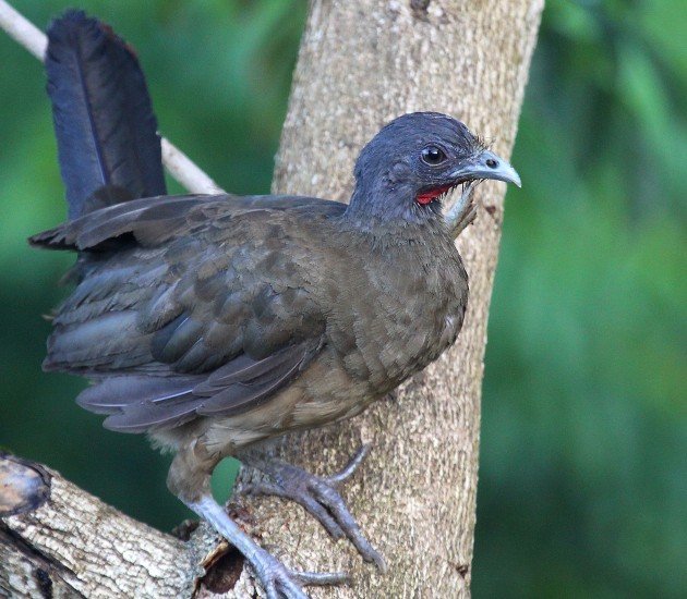 What is the National Bird of Trinidad and Tobago? - 10,000 Birds