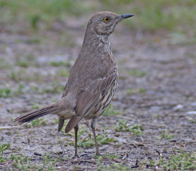 My Ten Best Birds of 2019 - 10,000 Birds