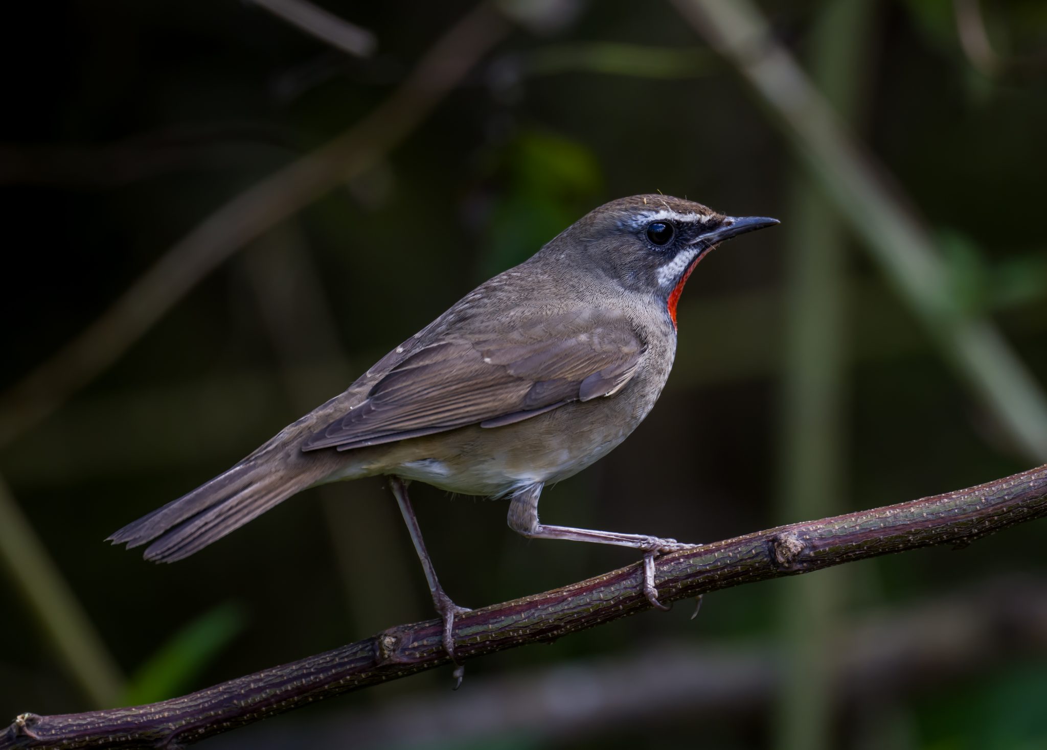 The Siberian Rubythroat - 10,000 Birds