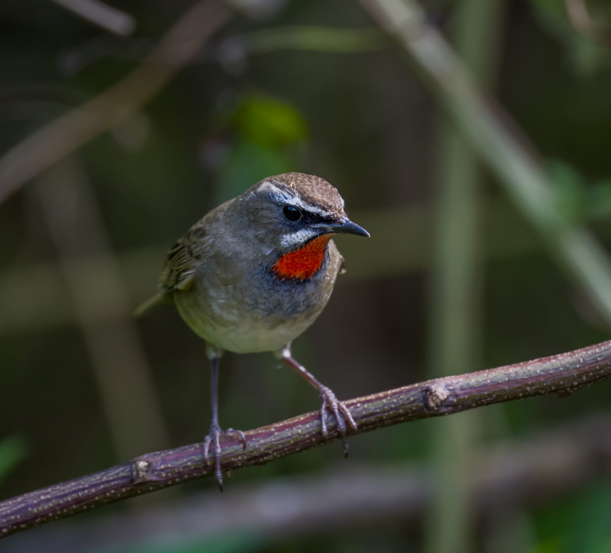 The Siberian Rubythroat - 10,000 Birds