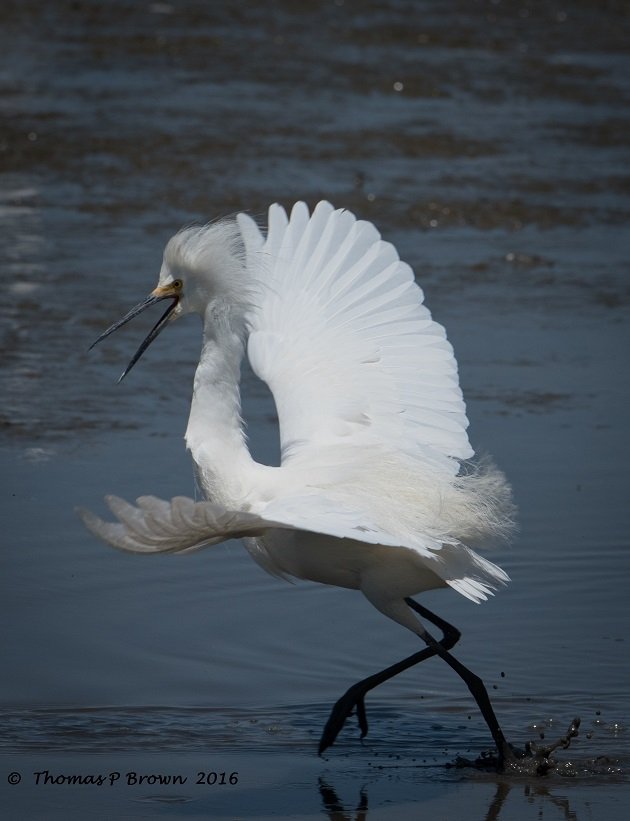 snowy-egret-1