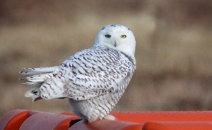 NBC News 4 Covers the Killing of Snowy Owls at JFK Airport – Updated ...