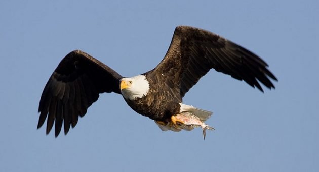 Bird Litigation: Sonoran Desert Bald Eagle - 10,000 Birds