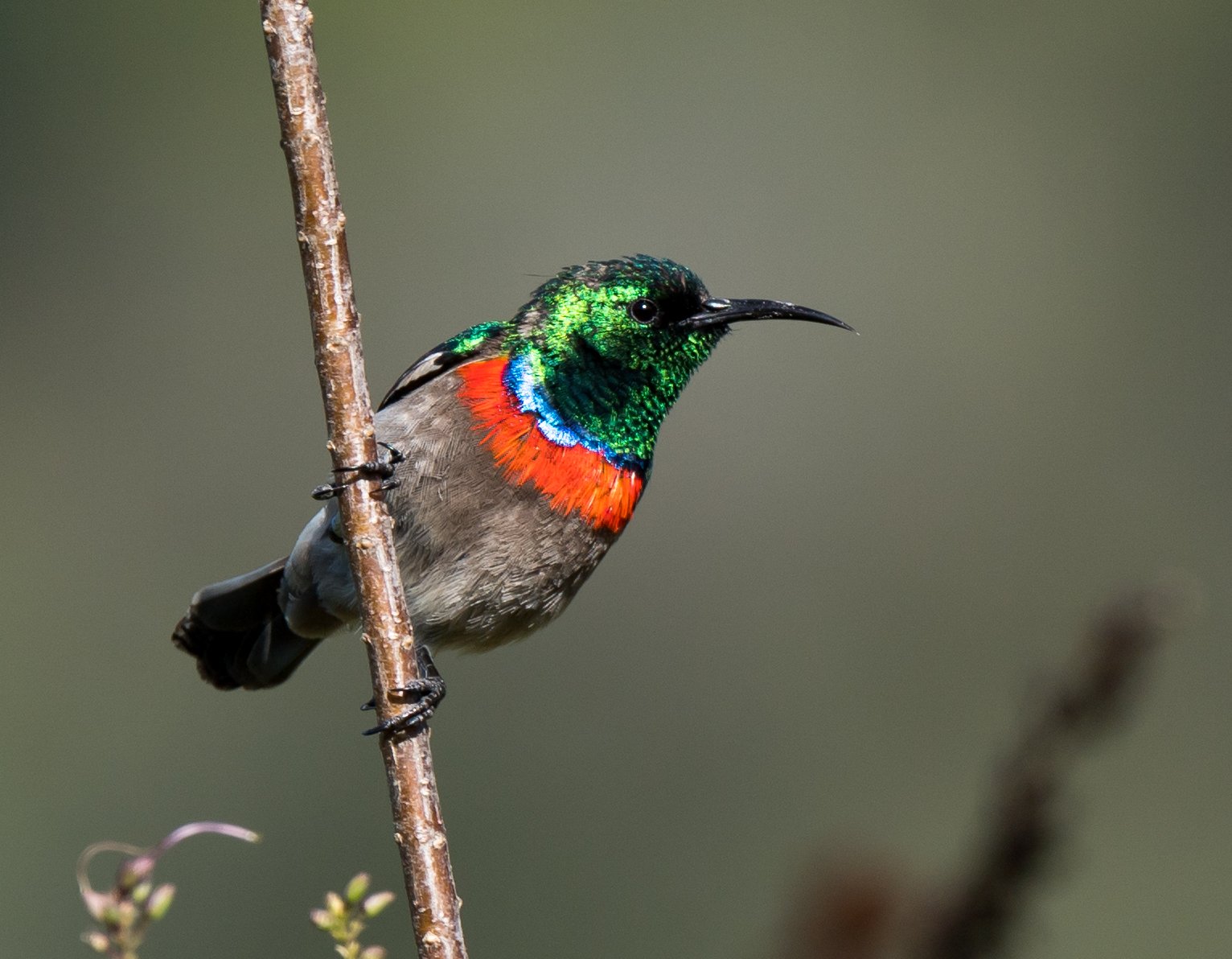 Birding Cape Town - 10,000 Birds