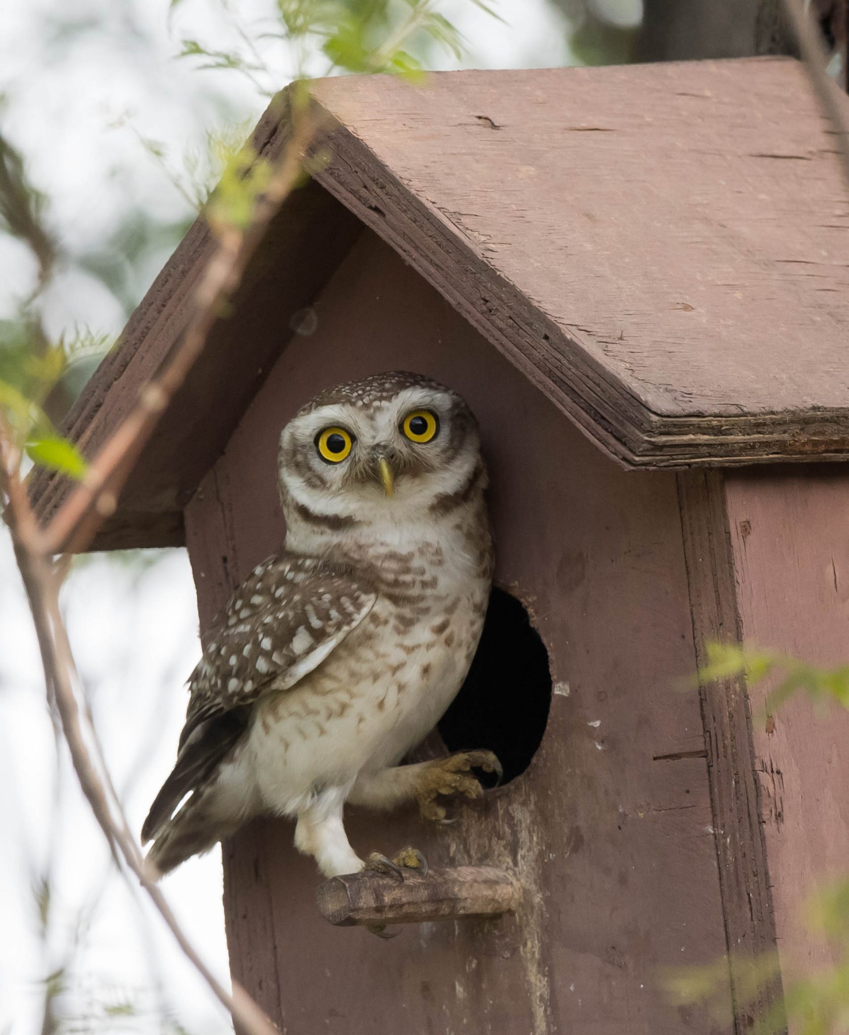 Owls around Delhi - 10,000 Birds