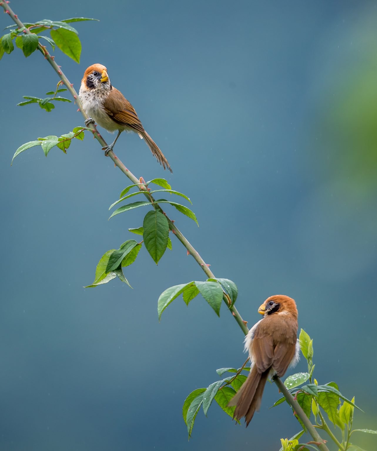 birding-gonggangling-and-dujiangyan-sichuan-china-10-000-birds