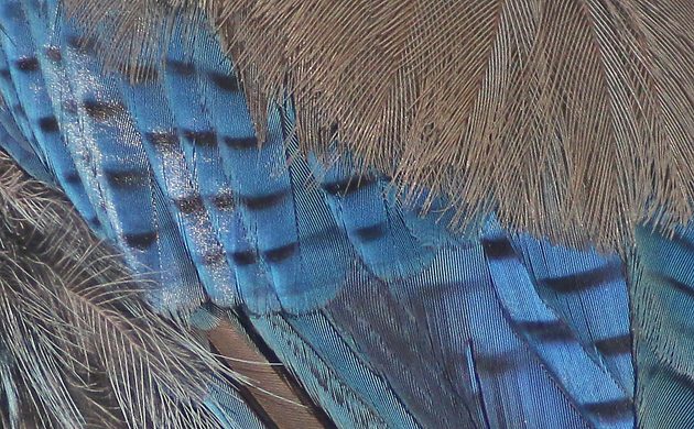 Steller's Jay feather detail