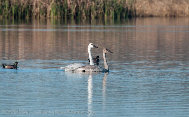 Trumpeter Swan Adult With Juvenile