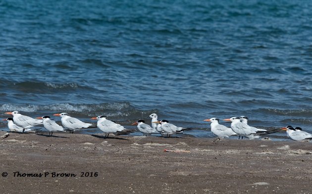 terns-group-shot