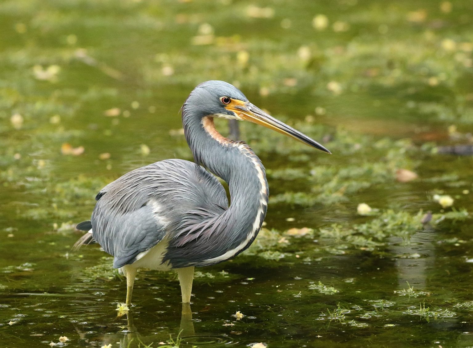 Best Time to Bird South Florida? Fall Migration - 10,000 Birds