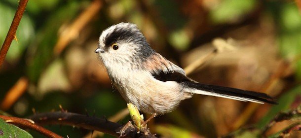 10,000 Birds Long-tailed Tit - 10,000 Birds